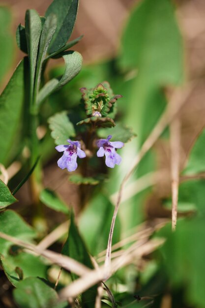 prado de flores, diferente en el campo, primavera, polinización, belleza.