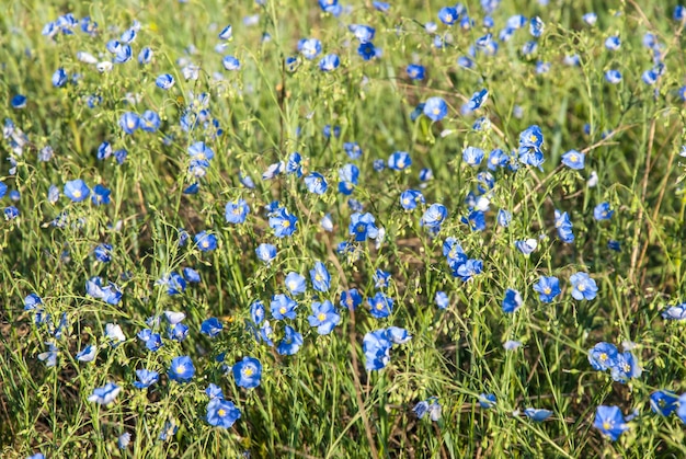 Prado con flores de lino azul, día soleado de primavera