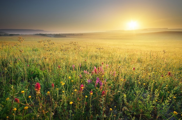 Prado de flores de primavera. Composición de la naturaleza.