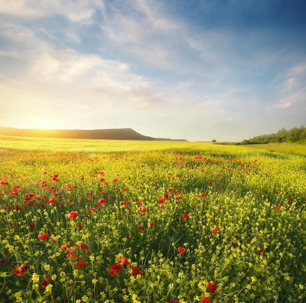 Prado de flores de primavera en flor al atardecer