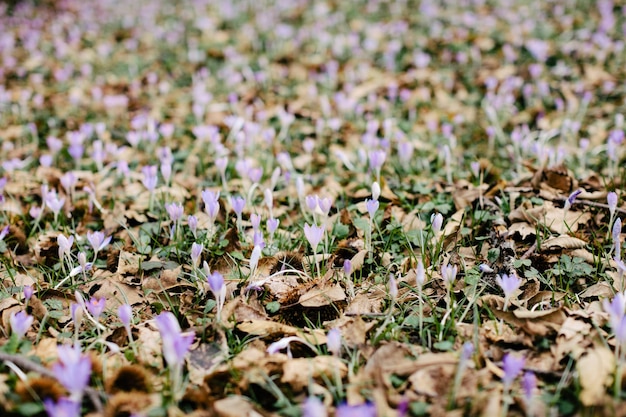 Prado de flores de primavera Flores hermosas Flores de campanillas