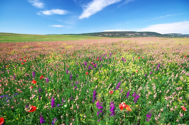 Prado de flores de primavera