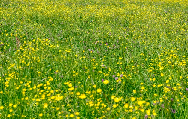 Prado de flores silvestres de cerca