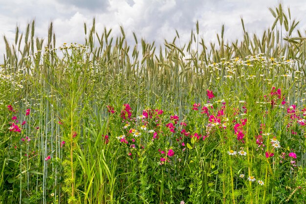 Foto prado de flores silvestres