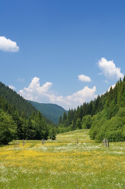 Prado de flores en el valle de la montaña