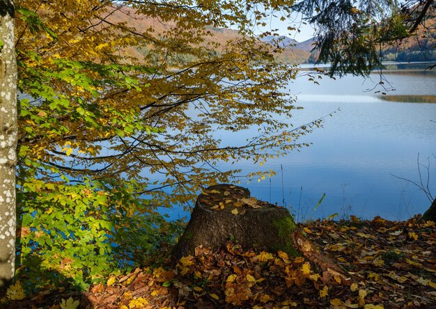 Prado forestal en la orilla del pintoresco lago Vilshany depósito de agua en el río Tereblya Transcarpacia Ucrania Hermoso día de otoño en las montañas de los Cárpatos