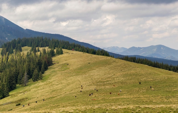 Prado herboso verde con las vacas que pastan, la montaña arbolada sunder el cielo azul. Hermoso paisaje de verano ver montañas con ganado.