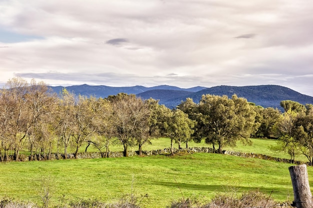 Prado con hermosos árboles y montañas al fondo en un día nublado de primavera