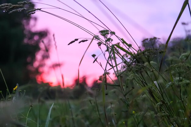 Prado de hierba a la luz del atardecer Vista panorámica de la naturaleza Tarde de verano en el campo