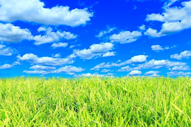 Foto prado con hierba verde y cielo nublado en el verano