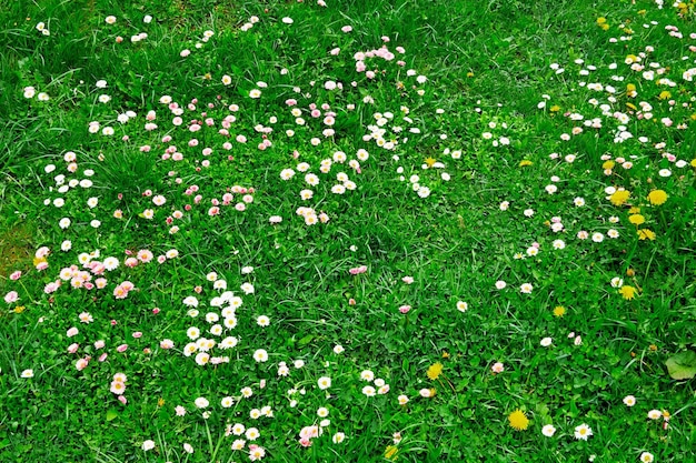 Prado con hierba verde y flores pequeñas para primer plano de fondo natural