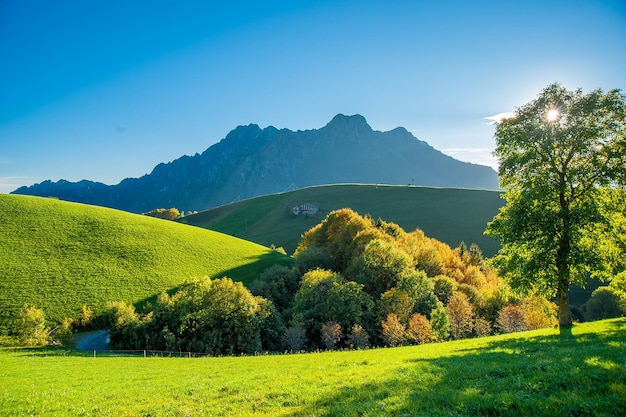 Prado de ladera con árboles en otoño