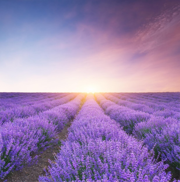 Prado de lavanda al atardecer Composición del paisaje natural