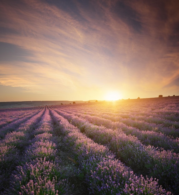 Prado de lavanda al atardecer