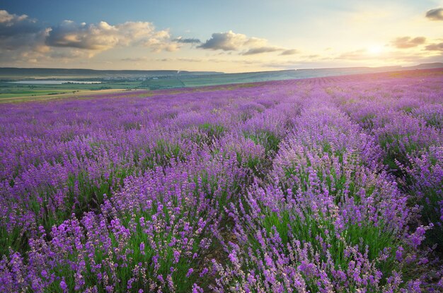 Prado de lavanda al atardecer