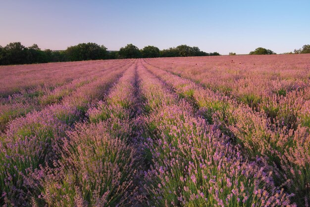 Prado de lavanda al atardecer