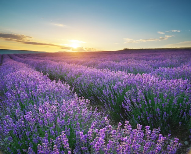 Prado de lavanda al atardecer