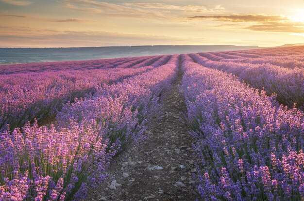 Prado de lavanda al atardecer