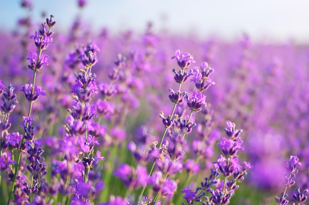 Prado de lavanda. Composición de la naturaleza.