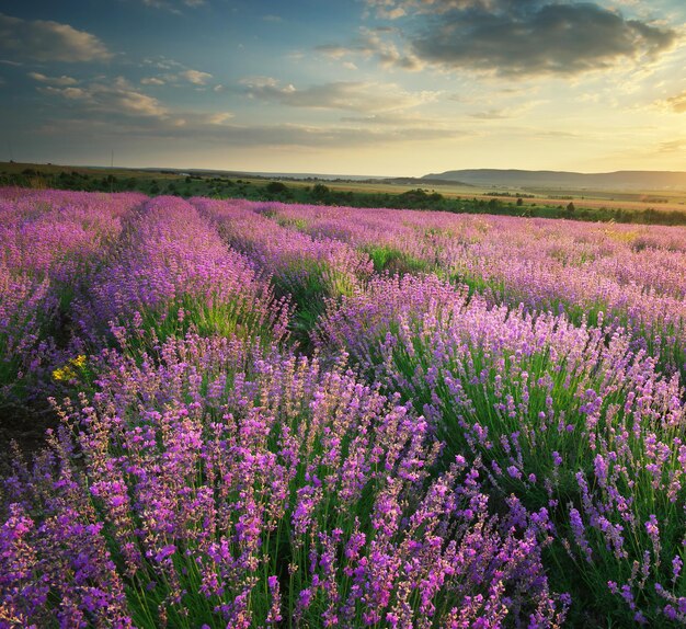 Prado de lavanda. Composición de la naturaleza.