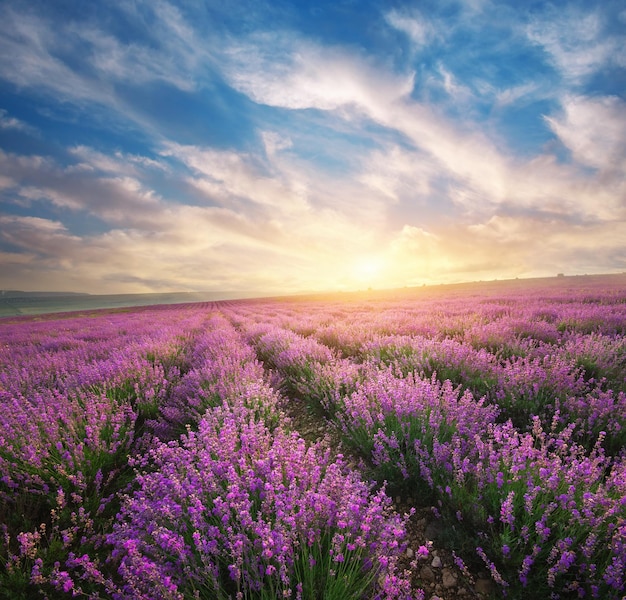 Prado de lavanda Naturaleza composición