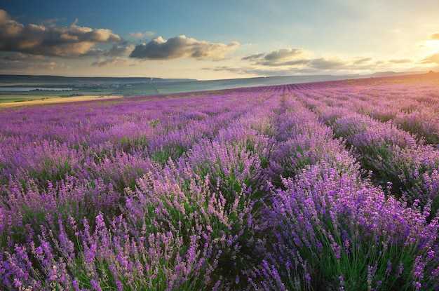 Prado de lavanda Naturaleza composición