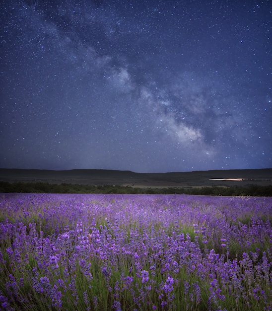 Foto prado de lavanda en la noche.