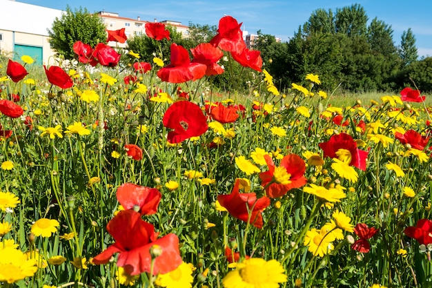 Un prado lleno de bonitas amapolas rojas y hermosas margaritas amarillas durante la primavera