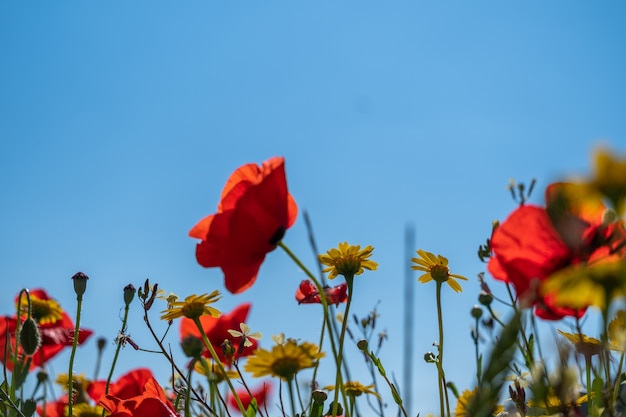 Un prado lleno de bonitas amapolas rojas y hermosas margaritas amarillas durante la primavera