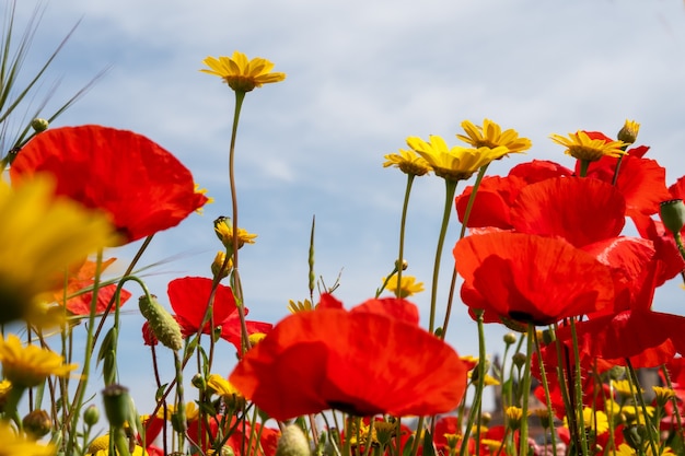 Un prado lleno de bonitas amapolas rojas y hermosas margaritas amarillas durante la primavera