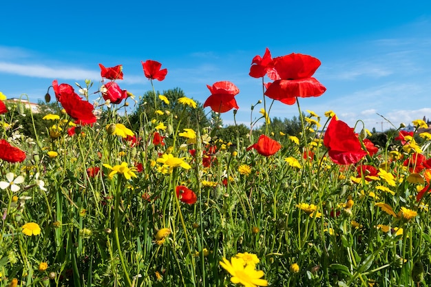 Un prado lleno de bonitas amapolas rojas y preciosas margaritas amarillas durante la primavera con un fondo de nubes blancas contra el cielo azul