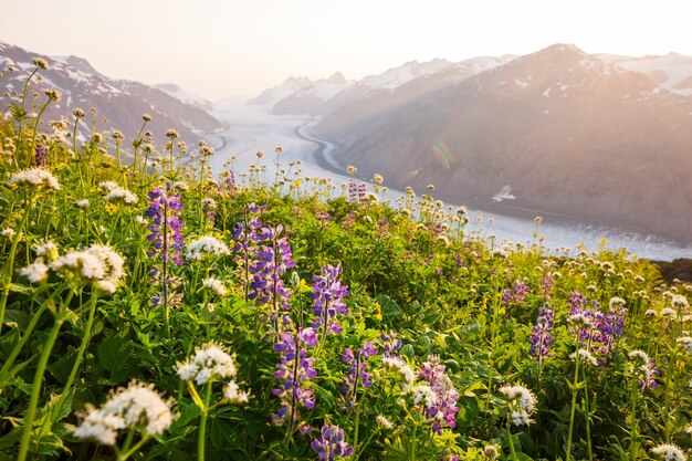 Prado de montaña en día soleado. Paisaje de verano natural. Montañas en Alaska.