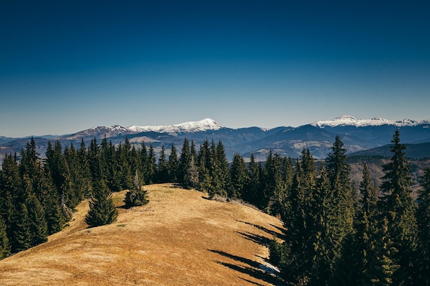 Prado de montañas cubiertas de nieve y bosque de coníferas primavera invierno