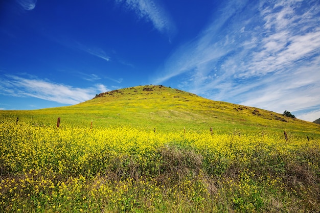 Prado de las montañas de primavera