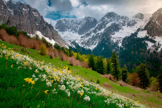 Prado de narcisos y montañas cubiertas de nieve Primavera