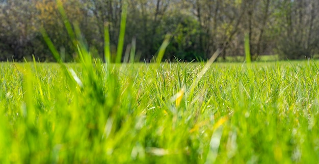 Prado no início da primavera