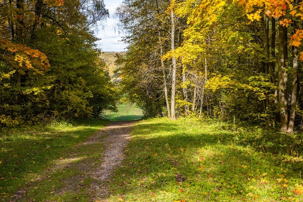 Prado outonal ensolarado e floresta amarela em suas bordas