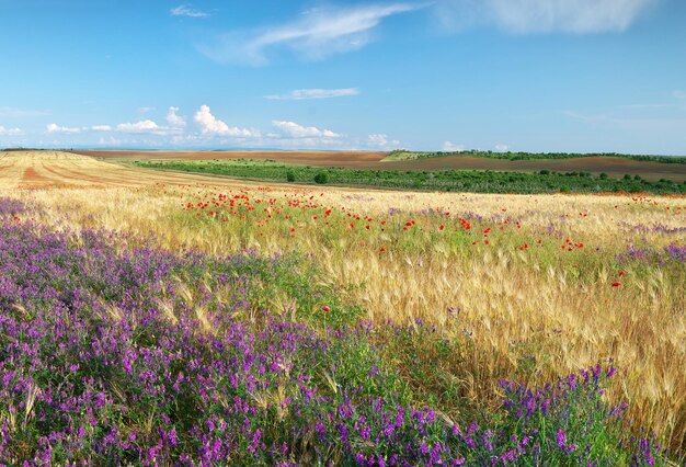 Prado de panorama de trigo y flores silvestres