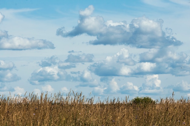 Un prado con pasto amarillento bajo un cielo con nubes.