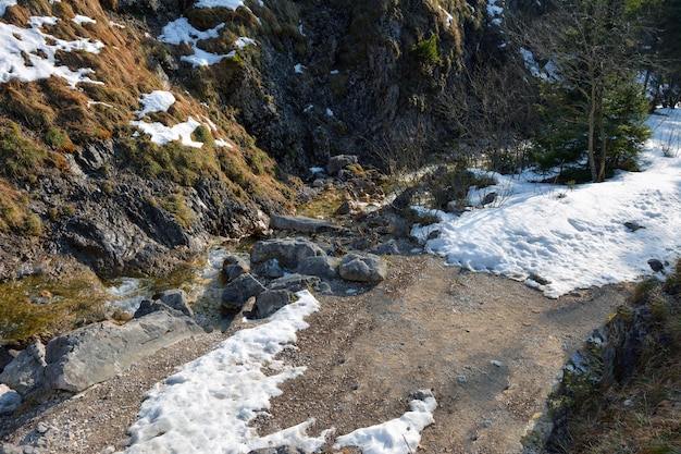 Prado pedregoso de inverno na floresta com neve