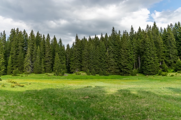 Un prado pintoresco y tranquilo en un bosque entre las altas montañas masivas. Montenego, Curevac. Park Durmitor.