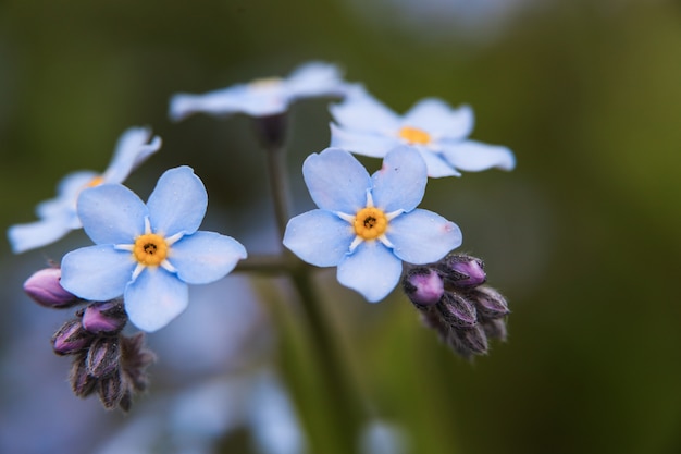 Prado planta fundo, pequenas flores azuis