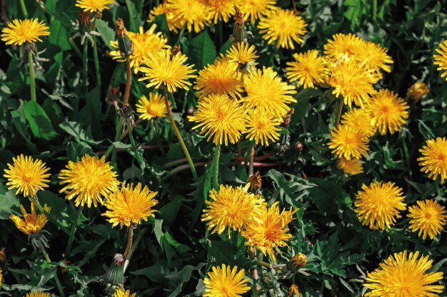 Prado de primavera con dientes de León