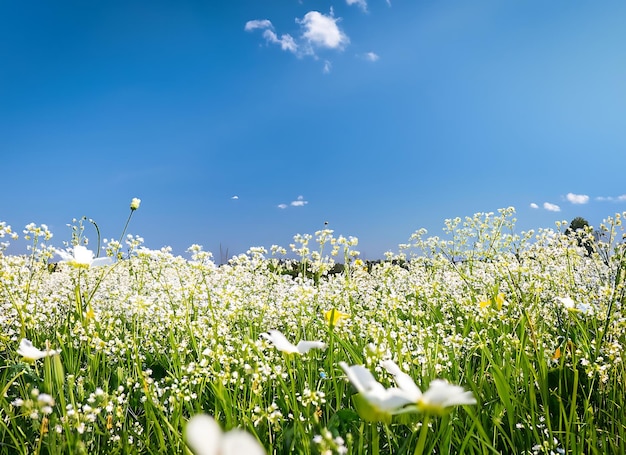 Prado de primavera con flores blancas y cielo azul