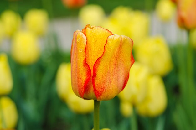 Prado de primavera con flores de tulipanes amarillos y rojos fondo floral soleado de Pascua de temporada