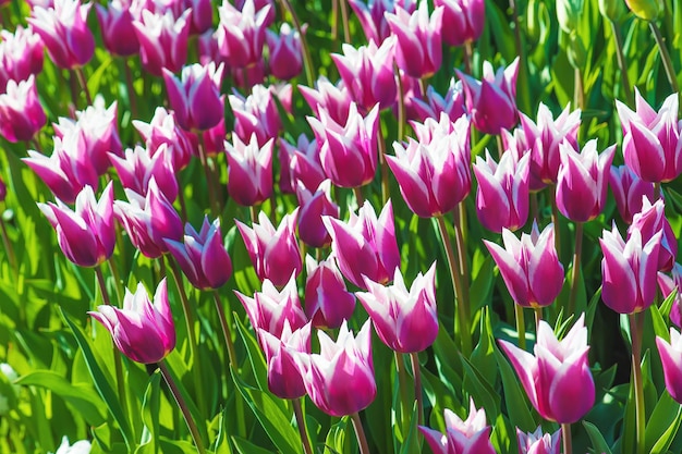 Prado de primavera con fondo floral de flores de tulipán violeta