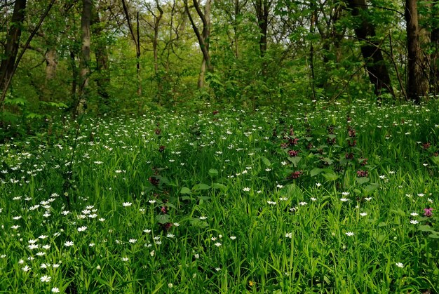 Prado de primavera con hierba de bosque de prímulas