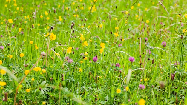 El prado de primavera lleno de hierba en flor puede causar alergias a algunos. Verano en la naturaleza salvaje.