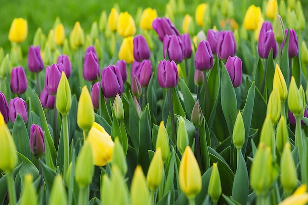 Prado de primavera con muchas flores de tulipanes multicolores, fondo floral