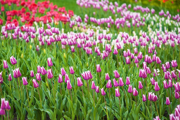 Prado de primavera con muchas flores de tulipanes multicolores, fondo floral